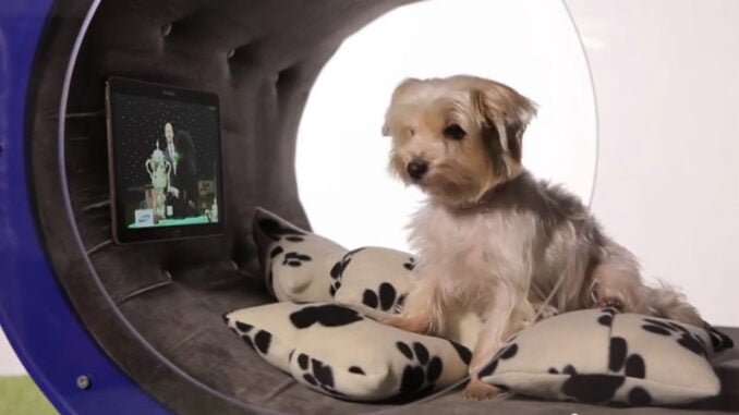 Samsung-Dream-Doghouse-02