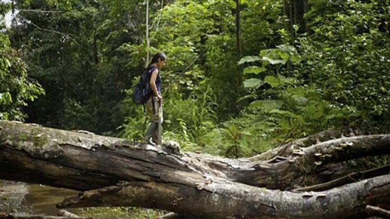 spolupráce Huawei a Raiforest Connection ochrana nelegální těžba a lov zvěře