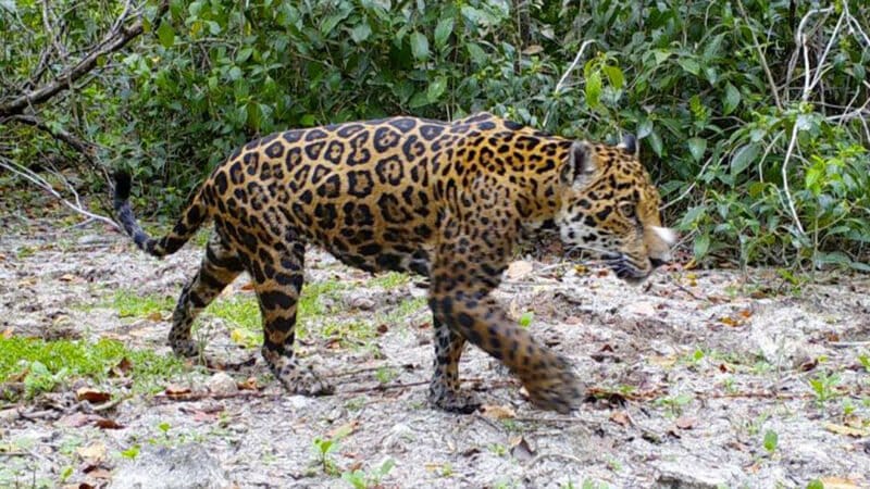 ochrana přírody Huawei Tech4Nature jaguar Yucatan